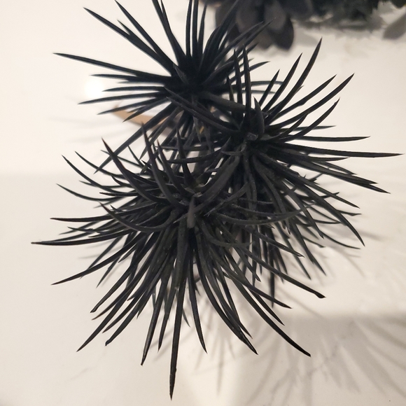 Set of 5 Black Suculants - Picture 3 of 6